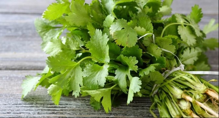 El cilantro se usa para aromatizar y refrescar todo tipo de comidas.