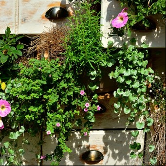 Las mejores plantas para decorar las paredes de tu jardín sin generar humedad