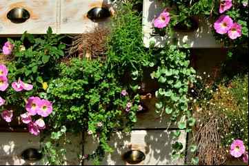 ¿Cuál es la mejor vitamina para las plantas? Tipos y cómo elegir la adecuada