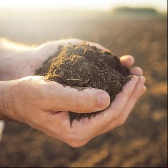 Tipos de abonos para plantas: cómo elegir el adecuado