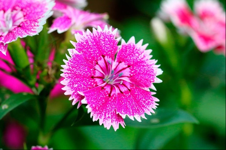 Plantas con flores: dónde ubicarlas