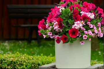 Plantas con flores, tipos y cuáles son ideales para tener en casa