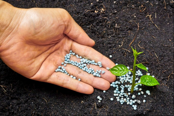Cuáles son las mejores vitaminas para las plantas