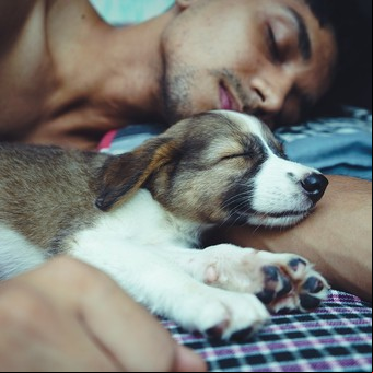 ¿Qué pasa si un perro con pulgas duerme en la cama?