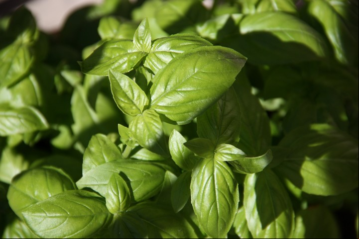 Albahaca fresca. Foto: Unsplash