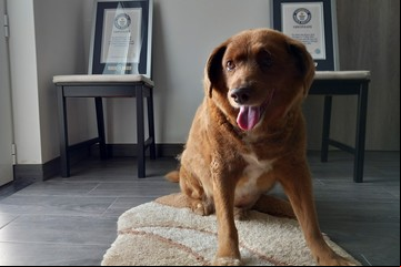 A los 31 años murió Bobi, el perro más viejo del mundo
