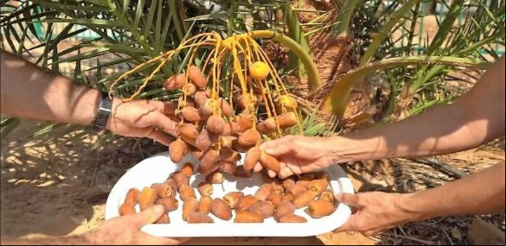 La gente come los dátiles de palmeras que estaban extintas desde hace 700 años (Captura video).