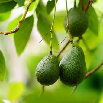 Cómo hacer crecer un árbol de palta y tener frutos rápidamente