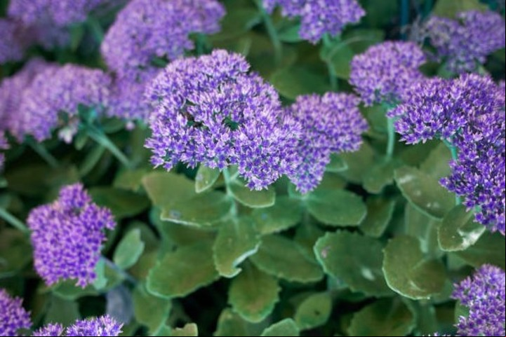 El Sedum spectabile se destaca por sus rasgos y forma de crecimiento.