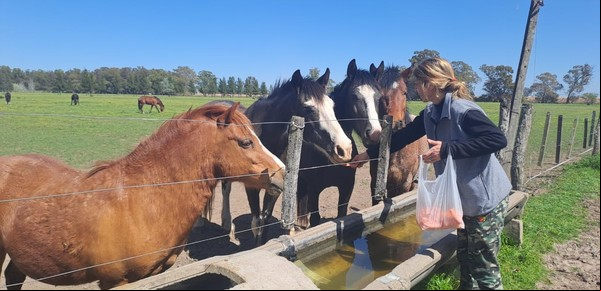 Pedido desesperado de una empleada judicial que tiene un santuario de caballos: "No puedo seguir pagando"