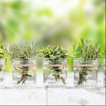 Cuáles son las plantas culinarias que pueden cultivarse en agua