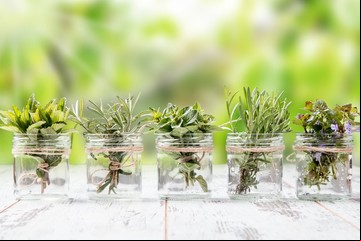 Cuáles son las plantas culinarias que pueden cultivarse en agua