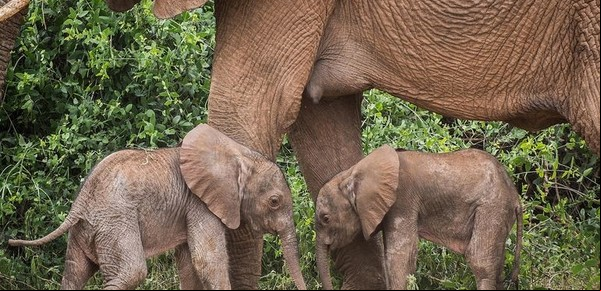 Insólito nacimiento de dos elefantas gemelas en una reserva natural 