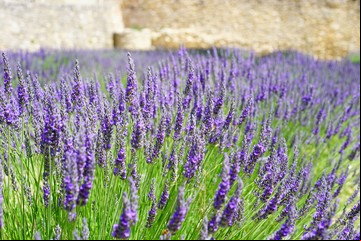 El truco para reproducir la lavanda en agua y tener cientos de plantas aromáticas en el jardín