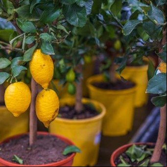 El secreto mejor guardado para multiplicar limoneros con esquejes: así se hace paso a paso