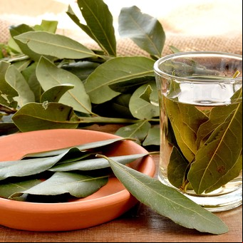 Qué efecto tiene en el cuerpo tomar té de hojas de laurel a diario