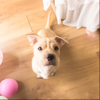¿Qué pasa si le das yogur a un perro?
