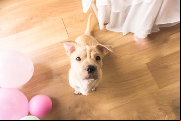 Cómo calcular la edad de un perro en años humanos