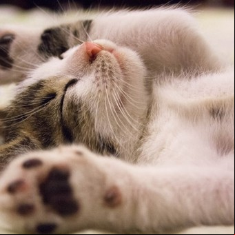 Las 5 cosas que hacen feliz a tu gato y probablemente no sabías