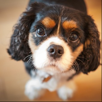 Cuáles son las 10 palabras que entiende tu perro según la ciencia