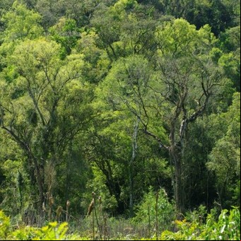 No hay emergencia que justifique la destrucción ambiental