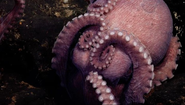 Un pulpo con sus huevos cerca de un pequeño afloramiento rocoso.