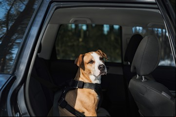 Viajar con mascotas en el auto: los rios que deberías usar y cuánto cuestan
