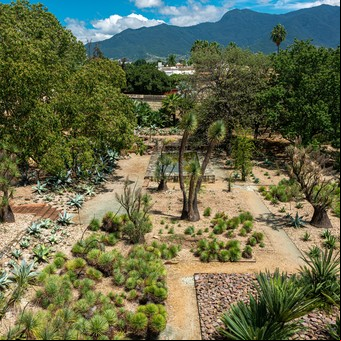 Cómo crear caminos y bordes en tu jardín para un diseño profesional 