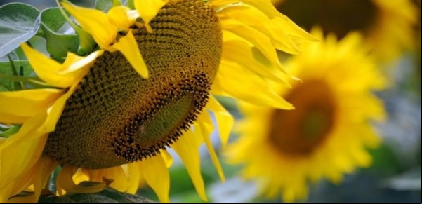 Las toneladas exportadas del complejo girasol alcanzaron el mayor valor de la década