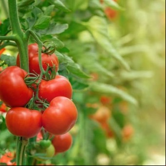 Cuál es la mejor época del año para sembrar tomates