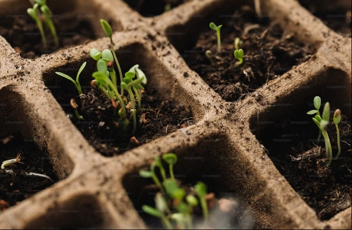 Los semilleros facilitan el primer crecimiento de la planta. Foto: Unsplash.