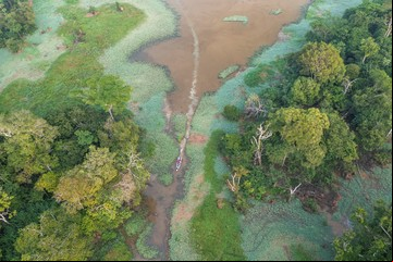 Deforestación: la Tierra perdió una superficie de selva virgen equivalente a 10 campos de fútbol por minuto en 2023