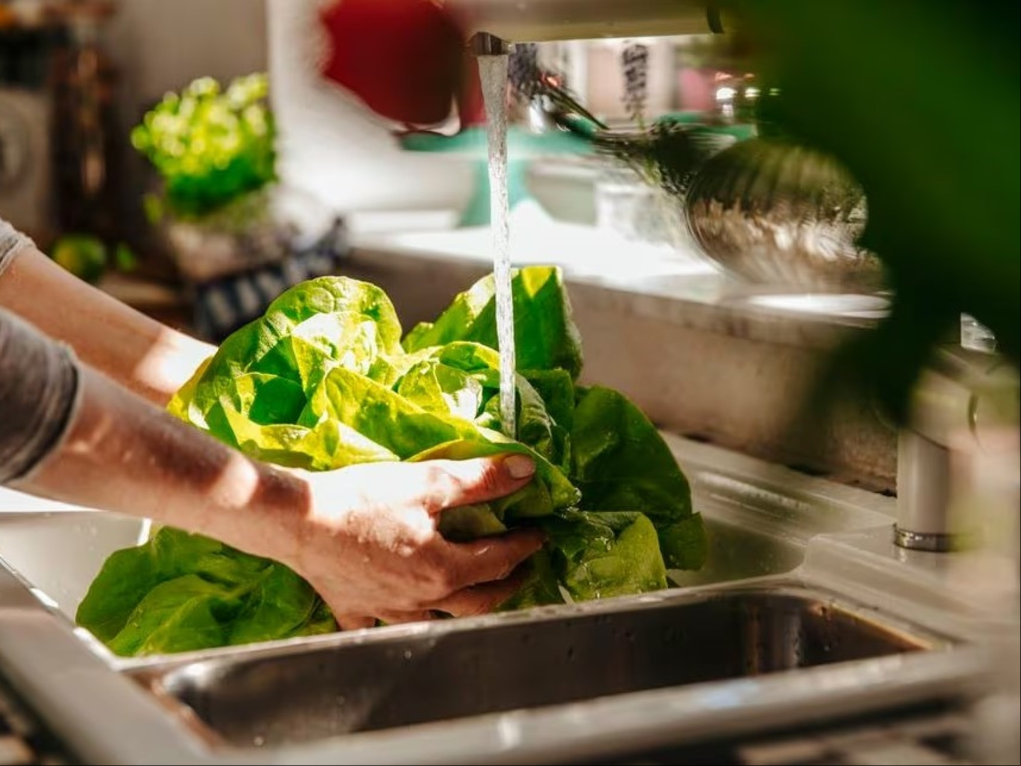 La lechuga siempre debe ser muy bien lavada antes de consumirla./ Foto: Getty Images.