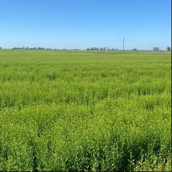 El cultivo de bajo carbono y alto valor agregado que suma colaboradores estratégicos