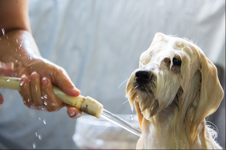 De qué manera bañar a tu perro en invierno.