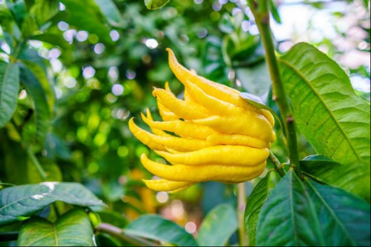 La mano de buda, la fruta más extraña del mundo.