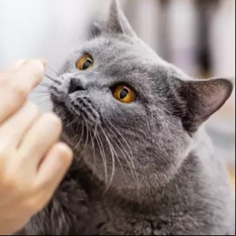 Cuáles son los olores que odian los gatos 