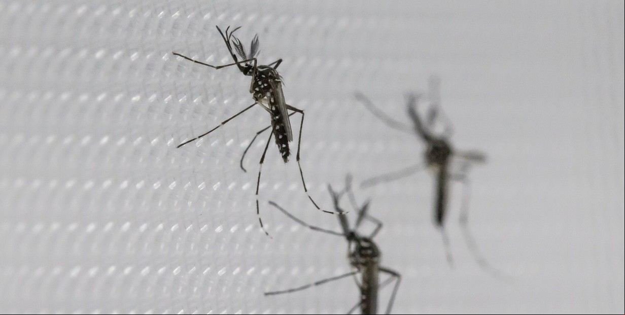 Dengue: el dato que derrumbó el mito de los brotes cada cuatro años y un duro pronóstico