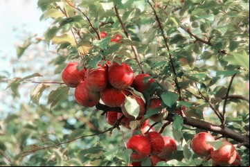 Sembrar en otoño para mejores resultados: las frutas que podés tener en tu casa y sacarle el jugo a la temporada