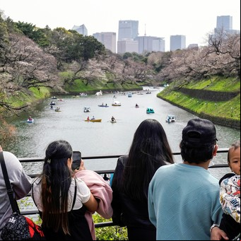 Alerta en Japón: los cerezos florecen cada vez más temprano por culpa del cambio climático