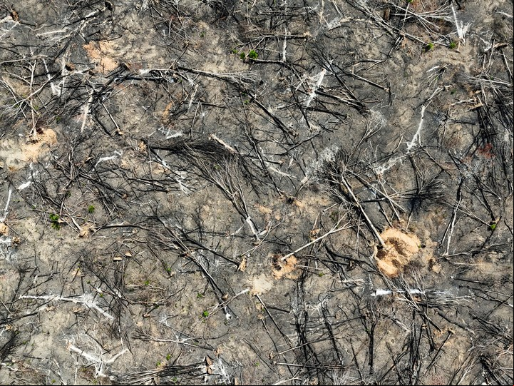 En 2023, las regiones tropicales perdieron 3,7 millones de hectáreas de bosques primarios. Foto: Reuters