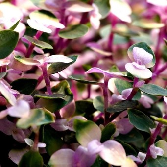 Cuál es la razón por la que debes cultivar una Callisia Repens