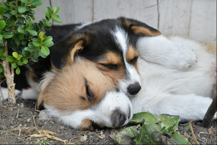 Los cachorros y perros ancianos mueven más las patas mientras duermen. 