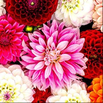 Cómo cultivar dalias en macetas y en un jardín: ventajas y diferencias