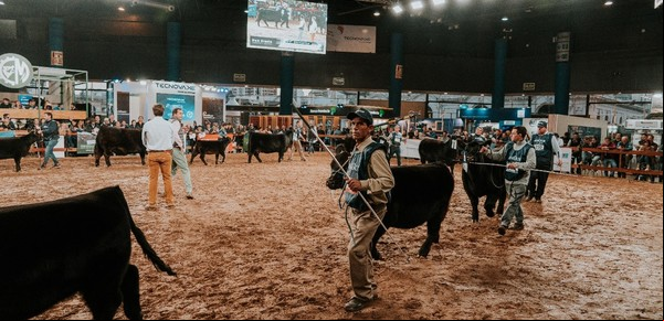 Expo Angus de otoño: los remates de invernada y cría sacan pecho