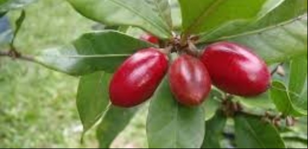 Cómo se llama la fruta que hace que todo tenga sabor dulce
