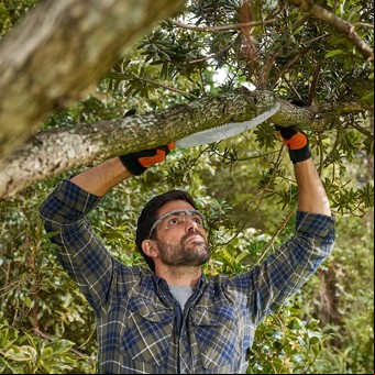 Poda de árboles: por qué, cómo y cuándo hacerlo