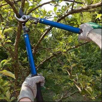¿Cómo podar un árbol para que crezca más rápido?