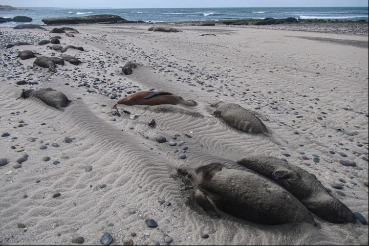 Elefantes marinos muertos en Punta Delgada, Argentina, el pasado octubre. Foto Ralph Vanstreels/UC Davis, via Associated Press