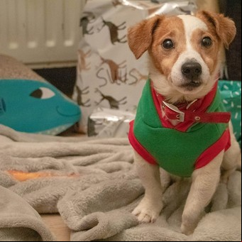 Mascotas: ¿es recomendable tapar a los perros y gatos en el invierno? 